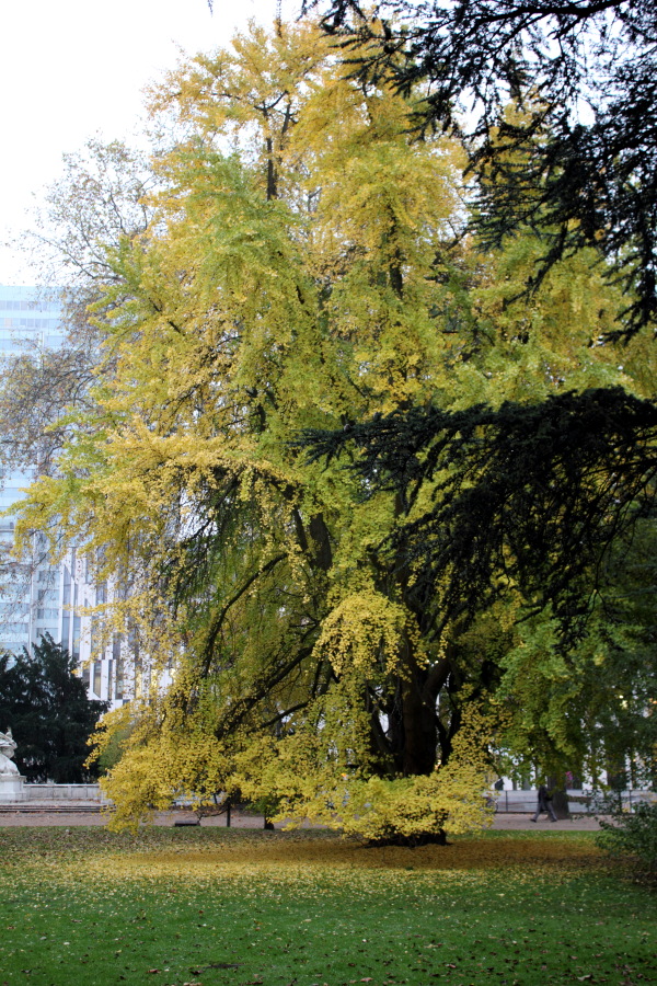 Lokation: Deutschland | Nordrhein-Westfalen | Düsseldorf | Stadtbezirk 01 Kategorien: Baum, Herbst, Datum: 19.11.2013