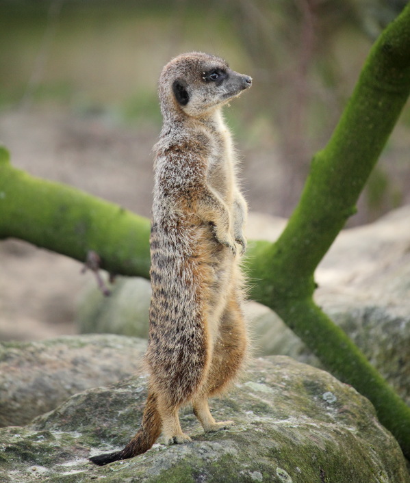 Lokation: Deutschland | Nordrhein-Westfalen | Köln | Riehl Kategorien: Zoo, Datum: 15.02.2014