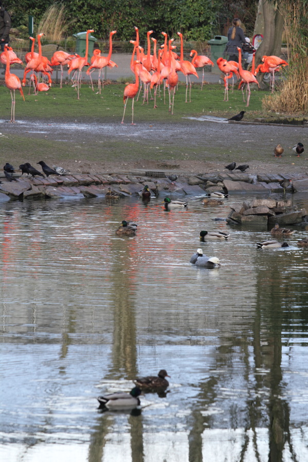 Lokation: Deutschland | Nordrhein-Westfalen | Köln | Riehl Kategorien: Zoo, Datum: 15.02.2014