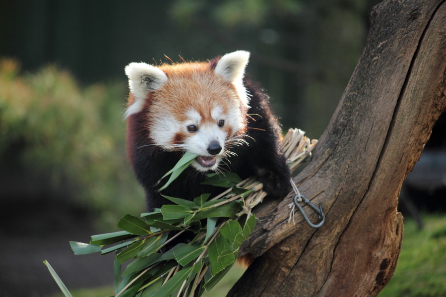 Lokation: Deutschland | Nordrhein-Westfalen | Köln | Riehl Kategorien: Zoo, Datum: 15.02.2014