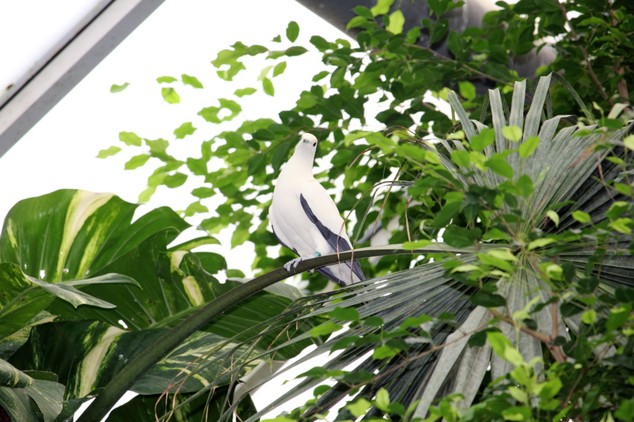 Lokation: Deutschland | Nordrhein-Westfalen | Köln | Riehl Kategorien: Zoo, Datum: 15.02.2014