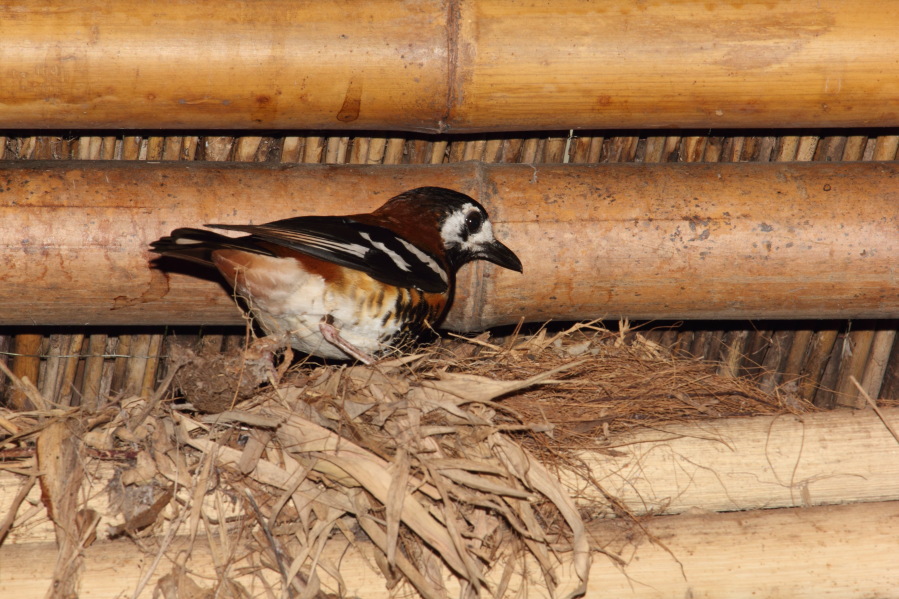 Lokation: Deutschland | Nordrhein-Westfalen | Köln | Riehl Kategorien: Zoo, Datum: 15.02.2014