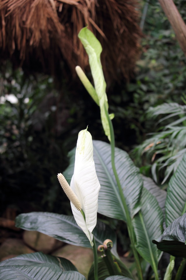 Lokation: Deutschland | Nordrhein-Westfalen | Köln | Riehl Kategorien: Zoo, Datum: 15.02.2014
