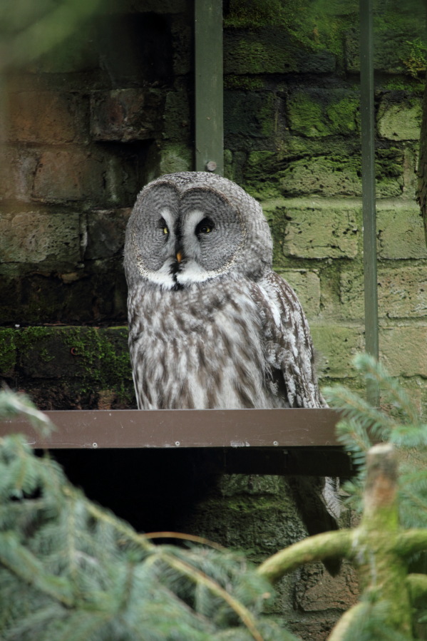 Lokation: Deutschland | Nordrhein-Westfalen | Köln | Riehl Kategorien: Zoo, Datum: 15.02.2014
