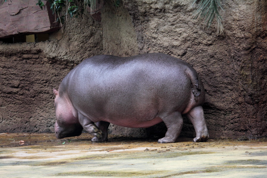 Lokation: Deutschland | Nordrhein-Westfalen | Köln | Riehl Kategorien: Zoo, Datum: 15.02.2014