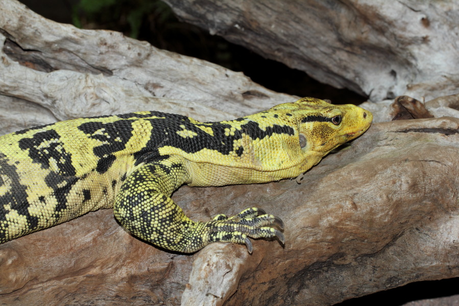 Lokation: Deutschland | Nordrhein-Westfalen | Köln | Riehl Kategorien: Zoo, Datum: 15.02.2014