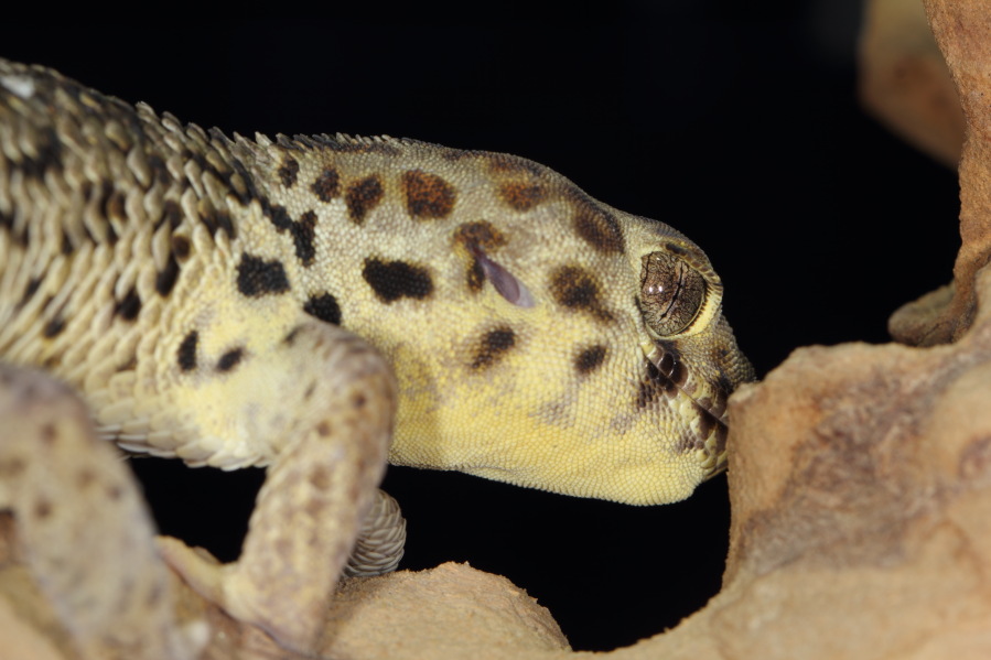 Lokation: Deutschland | Nordrhein-Westfalen | Köln | Riehl Kategorien: Zoo, Datum: 15.02.2014