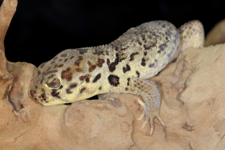 Lokation: Deutschland | Nordrhein-Westfalen | Köln | Riehl Kategorien: Zoo, Datum: 15.02.2014