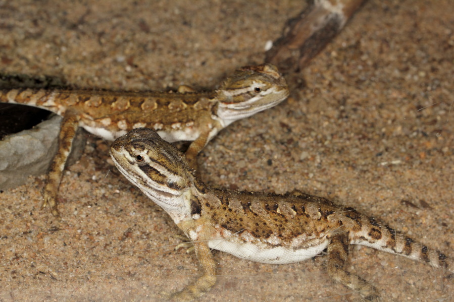 Lokation: Deutschland | Nordrhein-Westfalen | Köln | Riehl Kategorien: Zoo, Datum: 15.02.2014