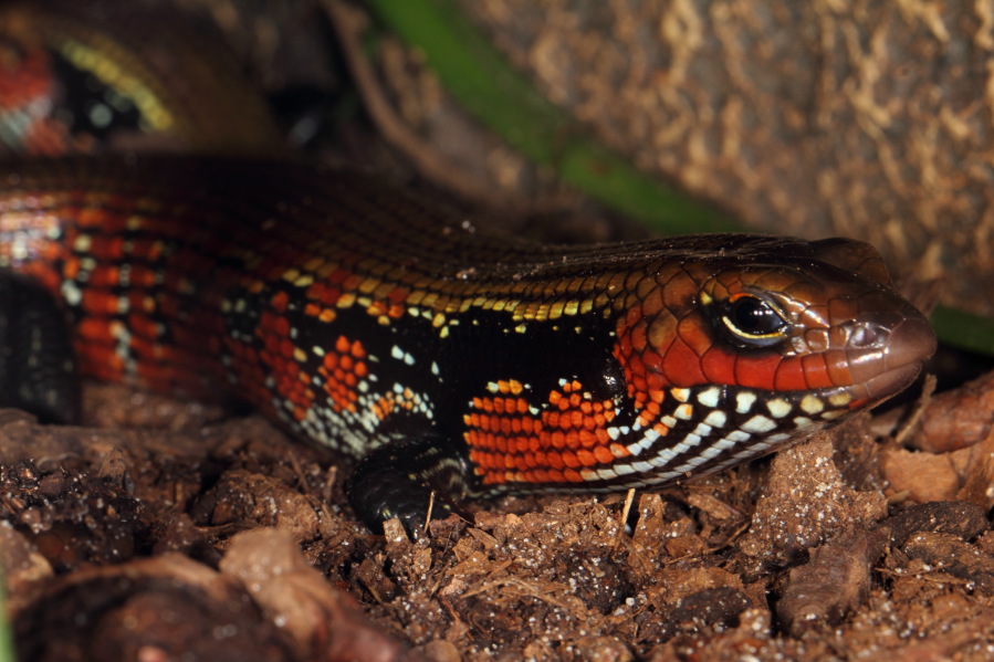 Lokation: Deutschland | Nordrhein-Westfalen | Köln | Riehl Kategorien: Zoo, Datum: 15.02.2014