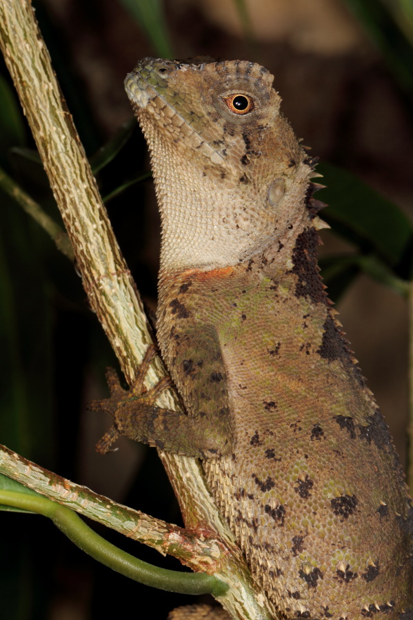 Lokation: Deutschland | Nordrhein-Westfalen | Köln | Riehl Kategorien: Zoo, Datum: 15.02.2014