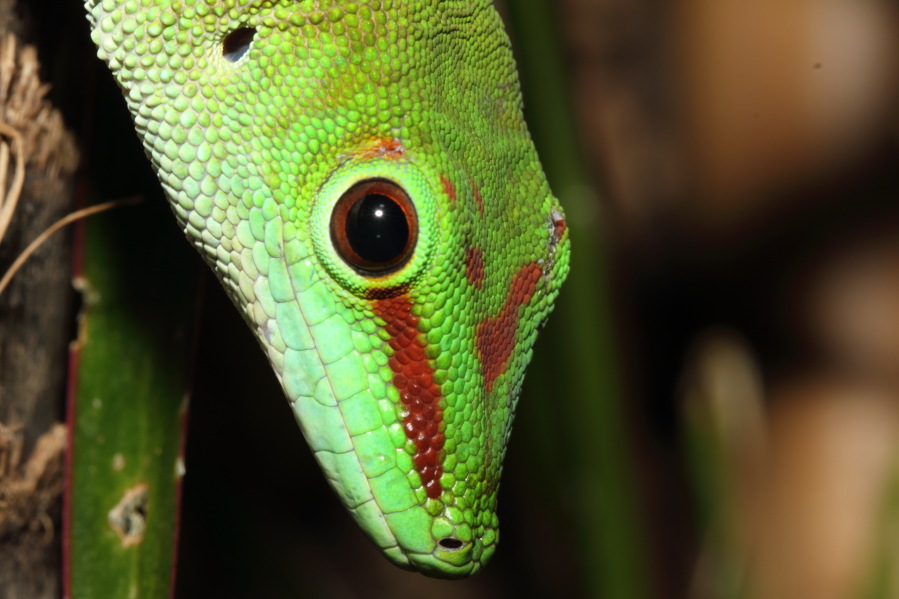 Lokation: Deutschland | Nordrhein-Westfalen | Köln | Riehl Kategorien: Zoo, Datum: 15.02.2014