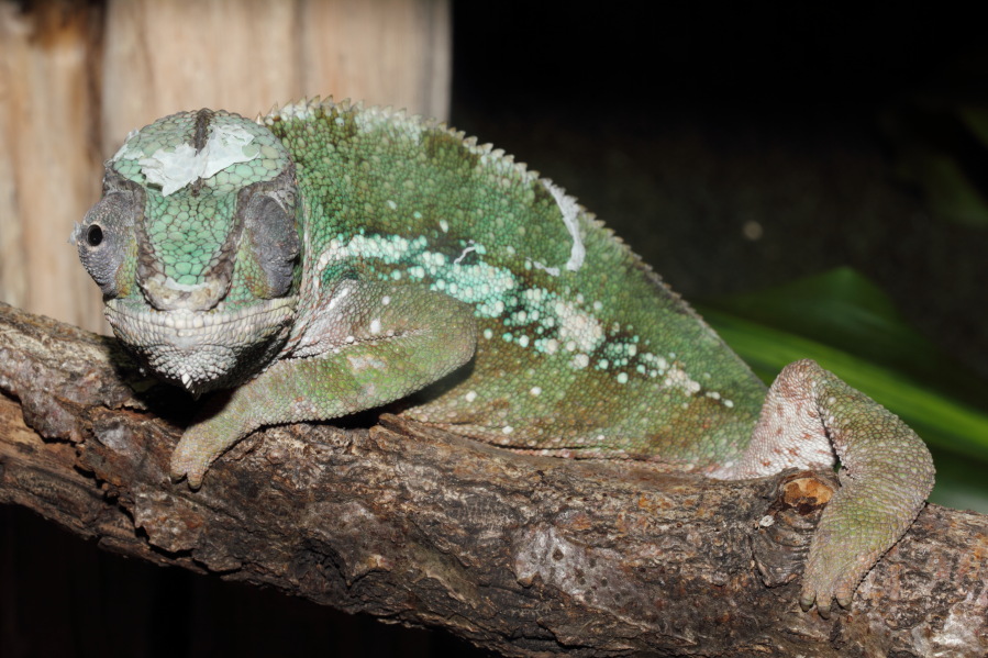 Lokation: Deutschland | Nordrhein-Westfalen | Köln | Riehl Kategorien: Zoo, Datum: 15.02.2014