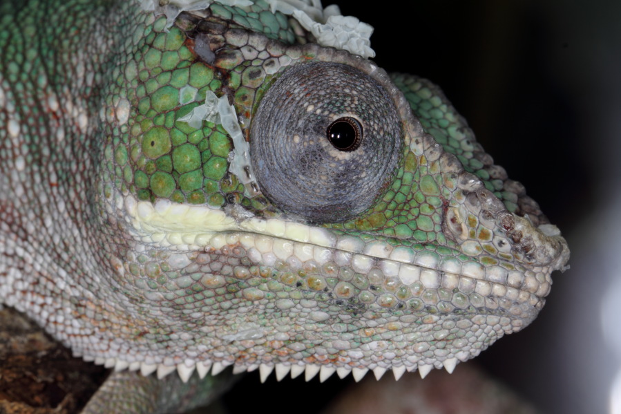 Lokation: Deutschland | Nordrhein-Westfalen | Köln | Riehl Kategorien: Zoo, Datum: 15.02.2014