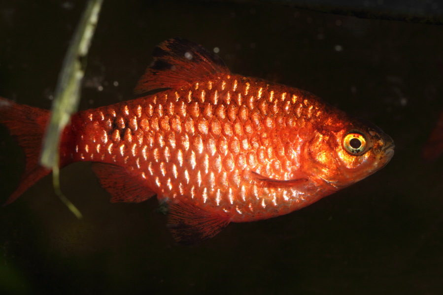Prachtbarbe, Lokation: Deutschland | Nordrhein-Westfalen | Bergisch Gladbach | Rodemich Kategorien: Fische, Datum: 17.02.2014