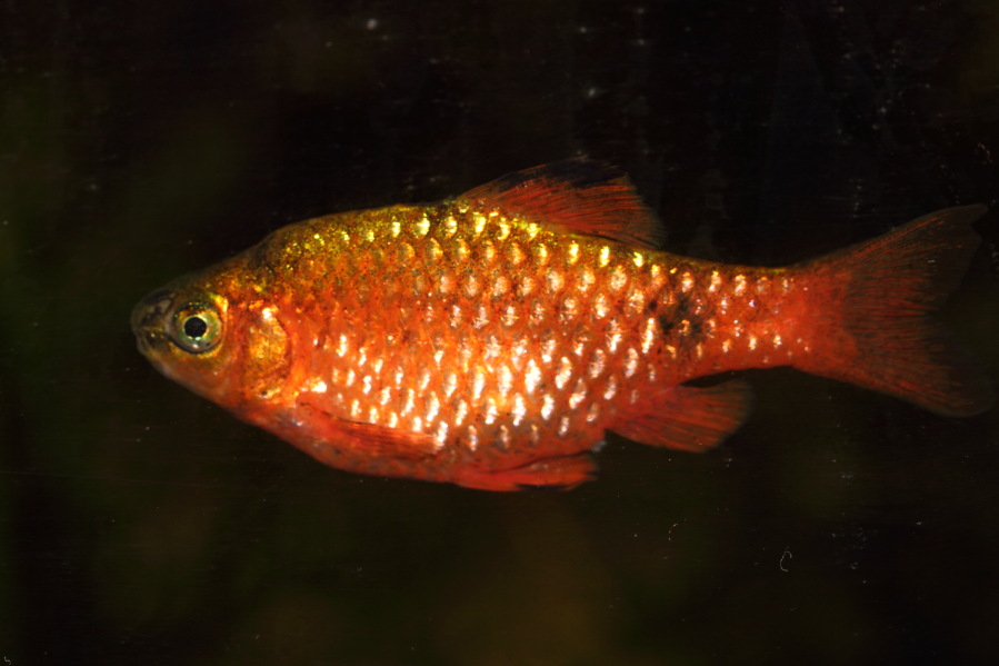 Prachtbarbe, Lokation: Deutschland | Nordrhein-Westfalen | Bergisch Gladbach | Rodemich Kategorien: Fische, Datum: 17.02.2014