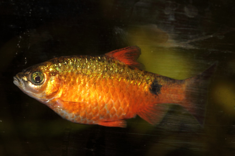 Prachtbarbe, Lokation: Deutschland | Nordrhein-Westfalen | Bergisch Gladbach | Rodemich Kategorien: Fische, Datum: 17.02.2014