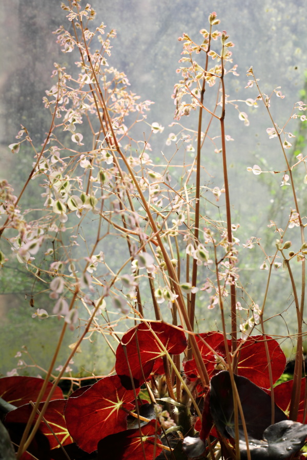 Lokation: Deutschland | Nordrhein-Westfalen | Köln | Riehl Kategorien: Gewächshaus, Datum: 01.04.2014