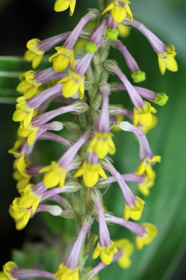 Lokation: Deutschland | Nordrhein-Westfalen | Köln | Riehl Kategorien: Gewächshaus, Datum: 01.04.2014