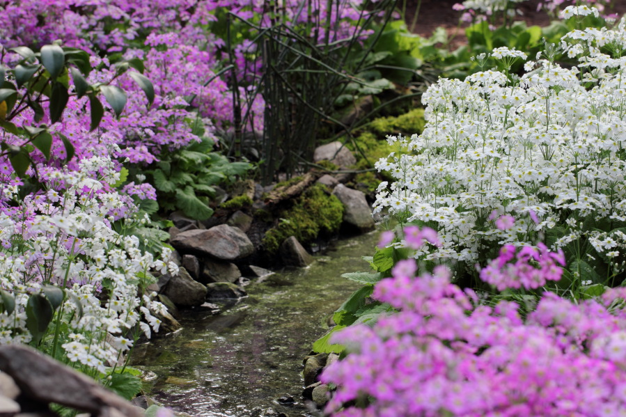Lokation: Deutschland | Nordrhein-Westfalen | Köln | Riehl Kategorien: Gewächshaus, Datum: 01.04.2014