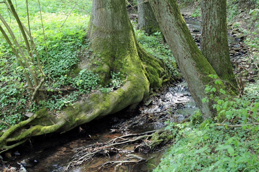 Lokation: Deutschland | Nordrhein-Westfalen | Bergisch Gladbach | Unterhombach Kategorien: Baum, Datum: 12.04.2014