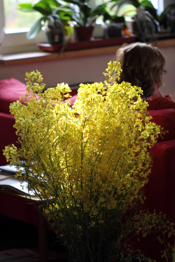 Grünkohl, Lokation: Deutschland | Nordrhein-Westfalen | Bergisch Gladbach | Rodemich Kategorien: Garten, Datum: 19.04.2014
