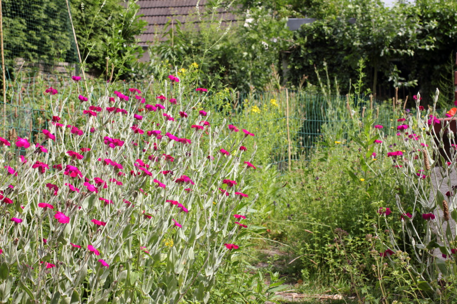 Lokation: Deutschland | Nordrhein-Westfalen | Bergisch Gladbach | Rodemich Kategorien: Naturgarten, Datum: 14.06.2014