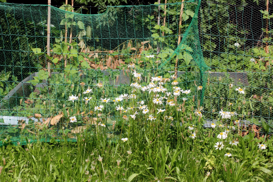 Lokation: Deutschland | Nordrhein-Westfalen | Bergisch Gladbach | Rodemich Kategorien: Naturgarten, Datum: 14.06.2014