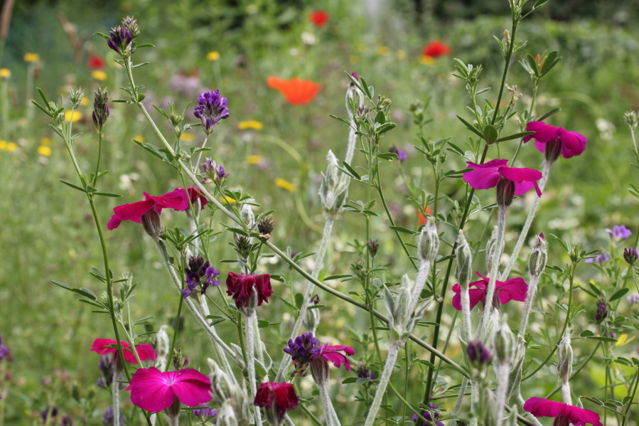 Kronen-Lichtnelke bunte Tupfer