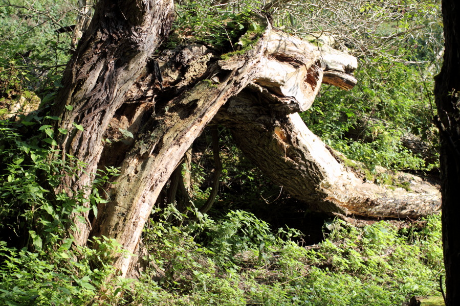 Lokation: Deutschland | Rheinland-Pfalz | Brohl-Lützing | Hammerstein Kategorien: Baum, Datum: 03.10.2014