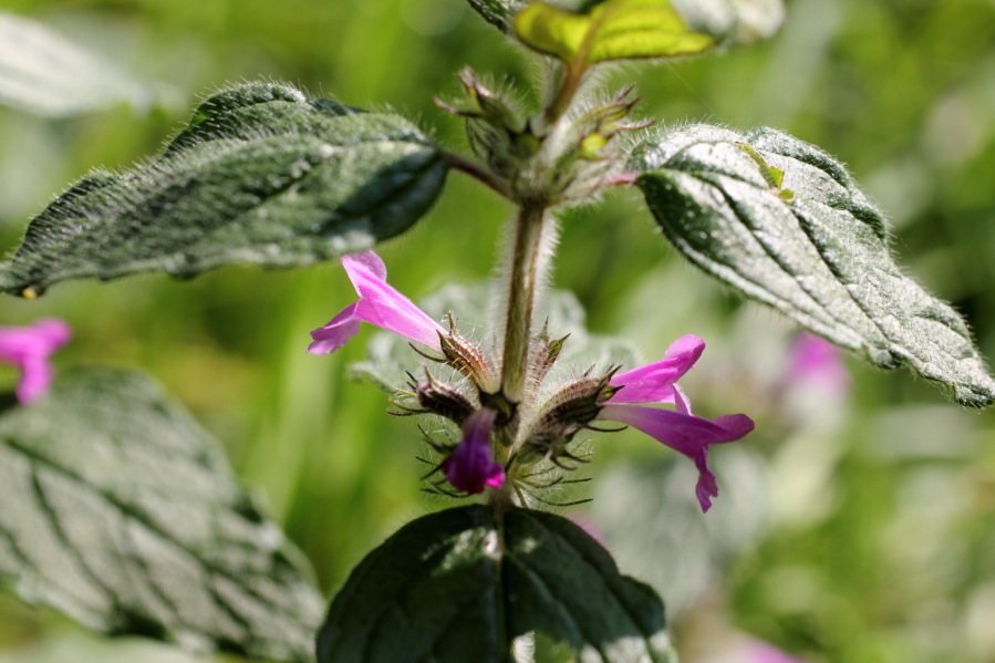 Lokation: Deutschland | Rheinland-Pfalz | Hammerstein | Hammerstein Kategorien: Blüte, Datum: 03.10.2014