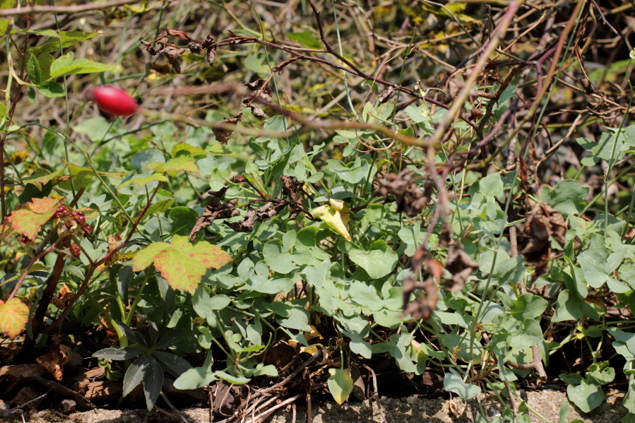 Lokation: Deutschland | Rheinland-Pfalz | Hammerstein | Hammerstein Kategorien: Habitus, Datum: 03.10.2014