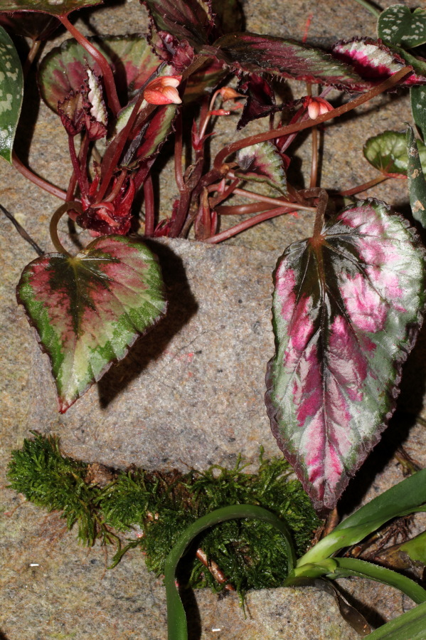 Lokation: Deutschland | Nordrhein-Westfalen | Bergisch Gladbach | Rodemich Kategorien: Pflanzenwand, Datum: 09.10.2014