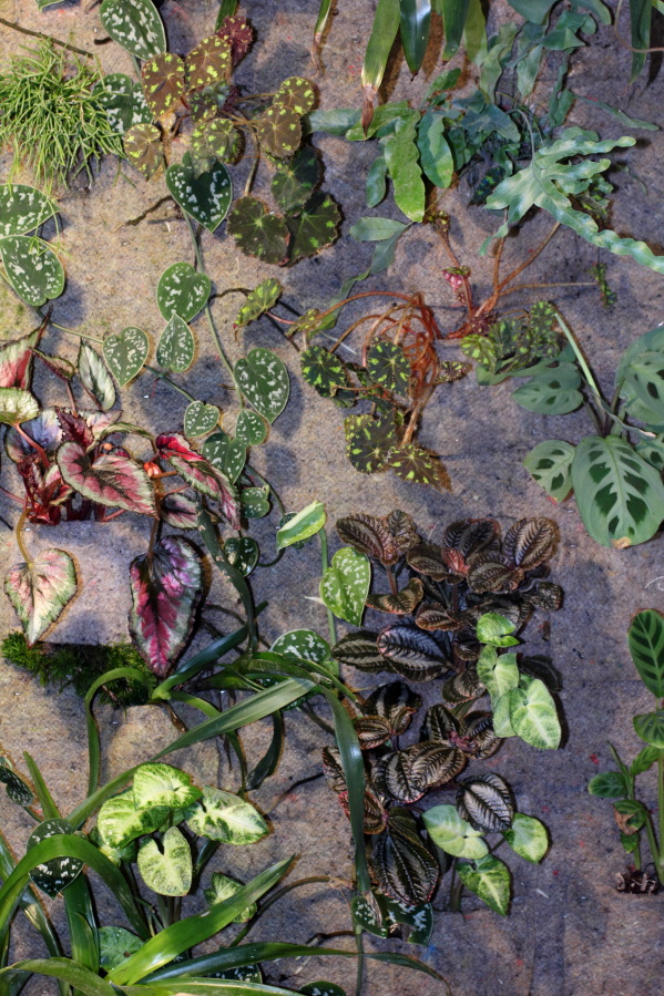 Lokation: Deutschland | Nordrhein-Westfalen | Bergisch Gladbach | Rodemich Kategorien: Pflanzenwand, Datum: 09.10.2014