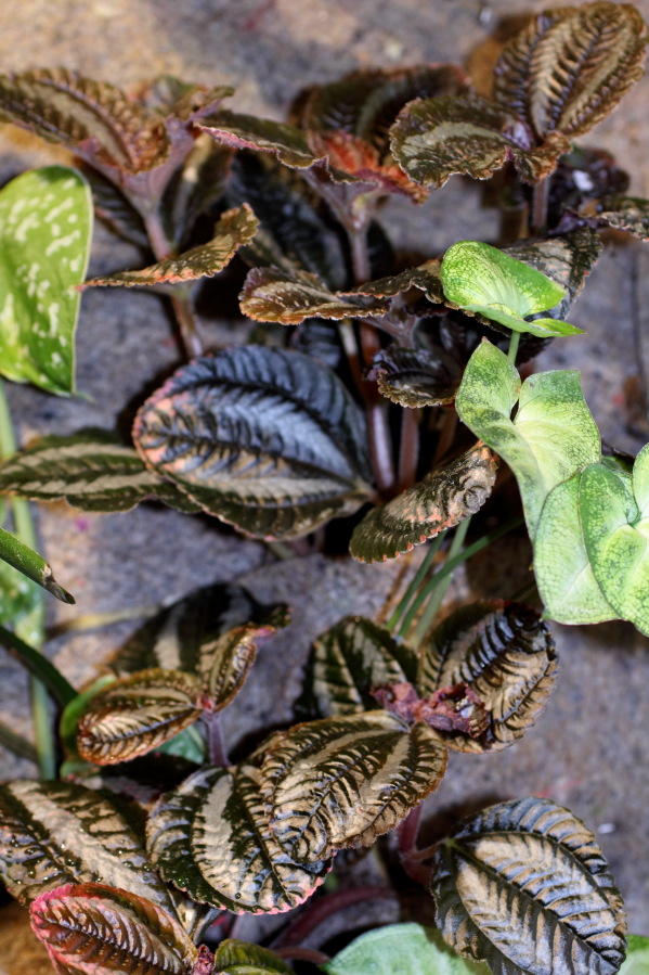 Lokation: Deutschland | Nordrhein-Westfalen | Bergisch Gladbach | Rodemich Kategorien: Pflanzenwand, Datum: 09.10.2014