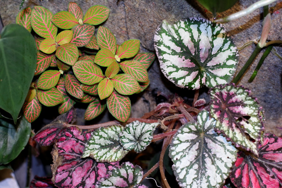 Lokation: Deutschland | Nordrhein-Westfalen | Bergisch Gladbach | Rodemich Kategorien: Pflanzenwand, Datum: 09.10.2014