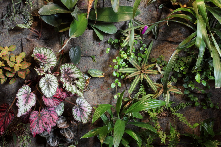 Lokation: Deutschland | Nordrhein-Westfalen | Bergisch Gladbach | Rodemich Kategorien: Pflanzenwand, Datum: 26.10.2014