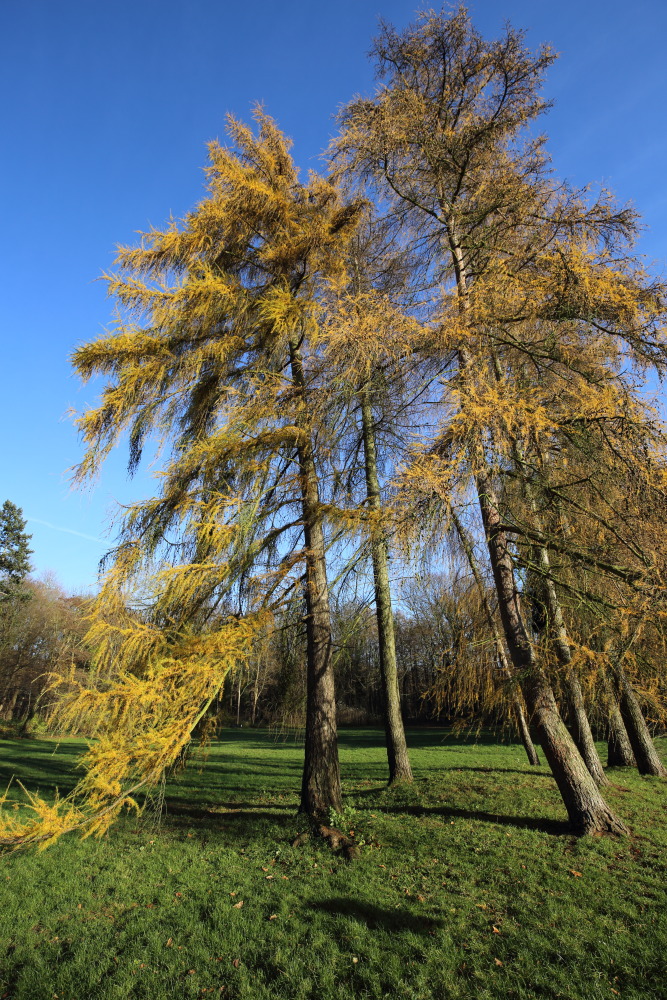 Lokation: Deutschland | Nordrhein-Westfalen | Köln | Braunsfeld Kategorien: Baum, Datum: 03.12.2015