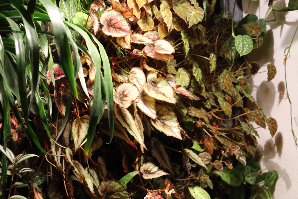 Lokation: Deutschland | Nordrhein-Westfalen | Bergisch Gladbach | Rodemich Kategorien: Pflanzenwand, Datum: 03.12.2015