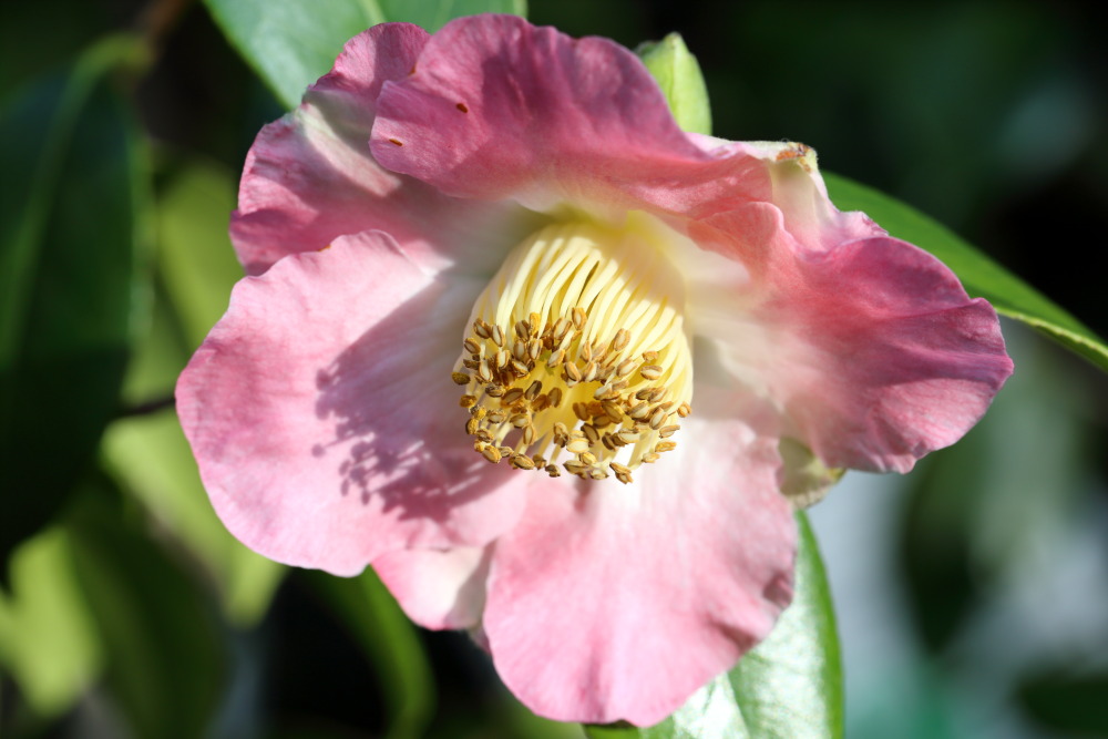 Lokation: Deutschland | Nordrhein-Westfalen | Köln | Riehl Kategorien: Blüte, Datum: 26.12.2015