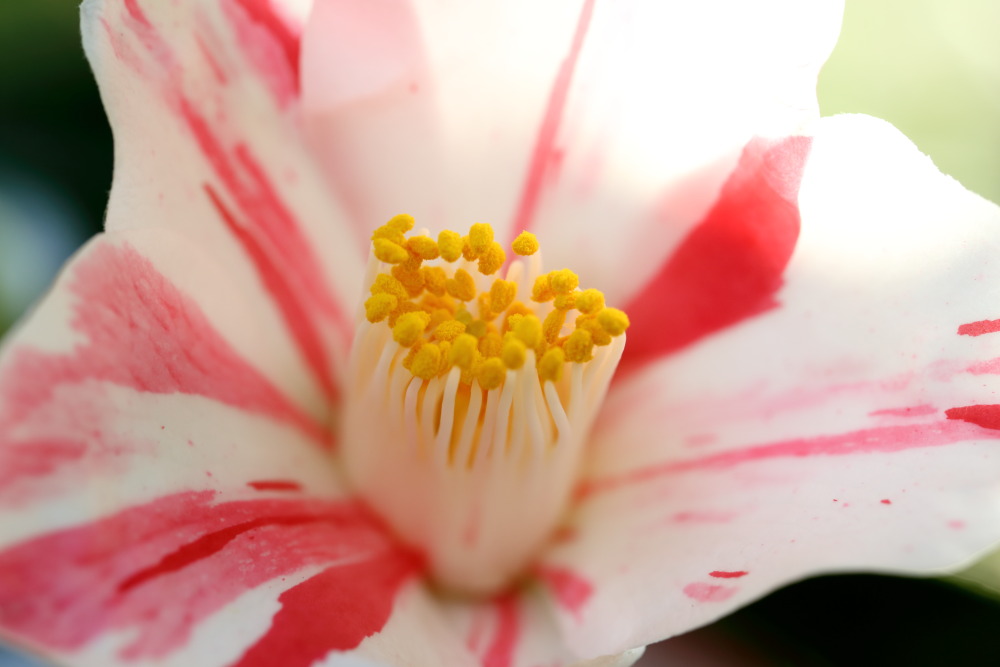 Lokation: Deutschland | Nordrhein-Westfalen | Köln | Riehl Kategorien: Blüte, Datum: 26.12.2015