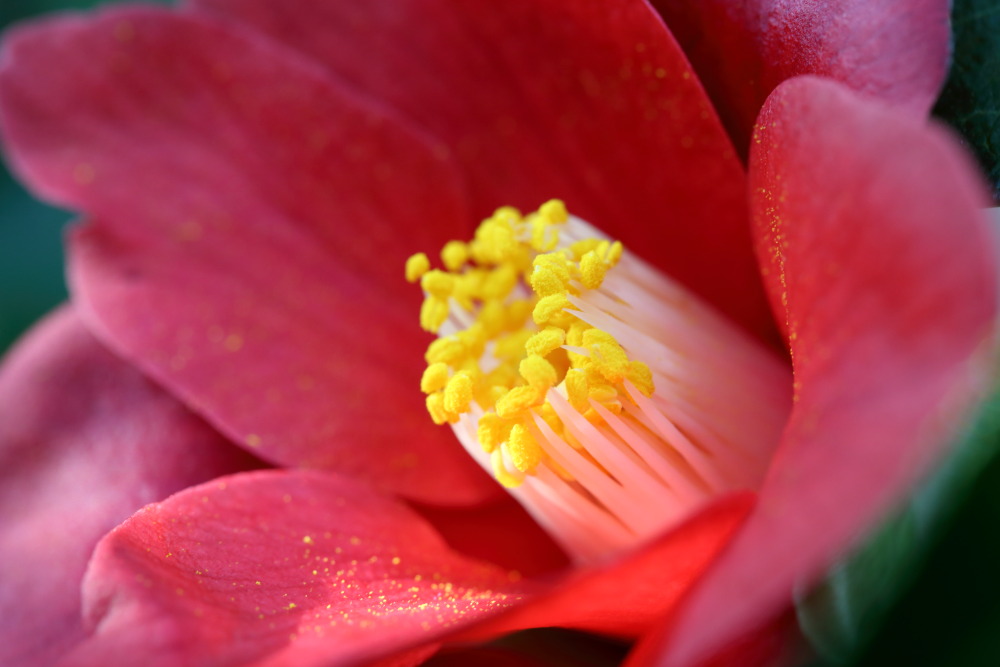 Lokation: Deutschland | Nordrhein-Westfalen | Köln | Riehl Kategorien: Blüte, Datum: 26.12.2015