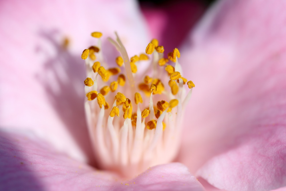 Lokation: Deutschland | Nordrhein-Westfalen | Köln | Riehl Kategorien: Blüte, Datum: 26.12.2015