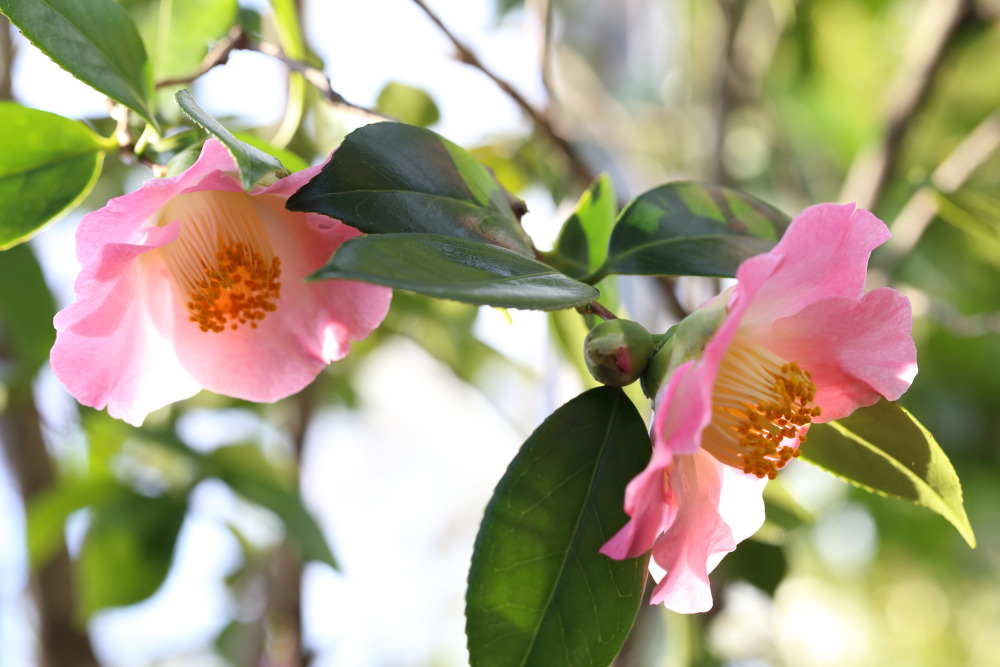 Lokation: Deutschland | Nordrhein-Westfalen | Köln | Riehl Kategorien: Blüte, Datum: 26.12.2015