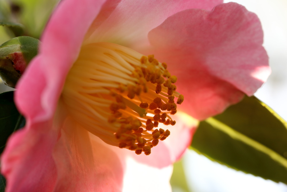 Lokation: Deutschland | Nordrhein-Westfalen | Köln | Riehl Kategorien: Blüte, Datum: 26.12.2015