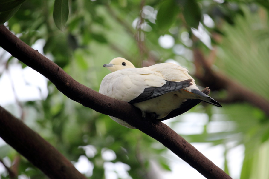 Lokation: Deutschland | Nordrhein-Westfalen | Köln | Riehl Kategorien: Vögel, Zoo, Datum: 17.01.2015