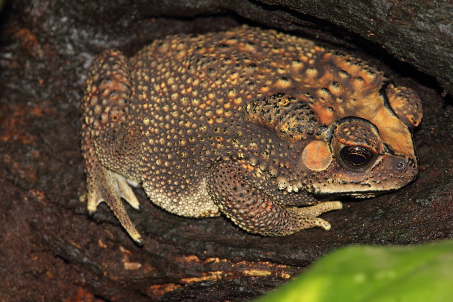 Lokation: Deutschland | Nordrhein-Westfalen | Köln | Riehl Kategorien: Amphibien, Zoo, Datum: 17.01.2015