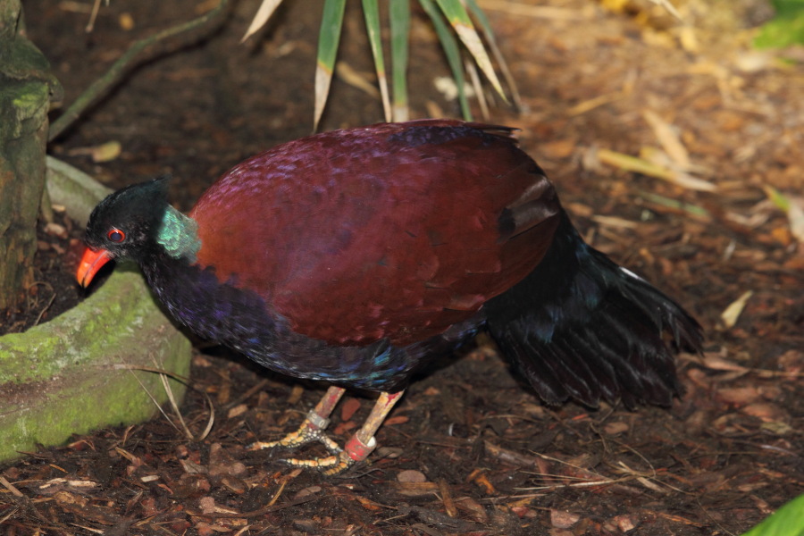 Lokation: Deutschland | Nordrhein-Westfalen | Köln | Riehl Kategorien: Vögel, Zoo, Datum: 17.01.2015