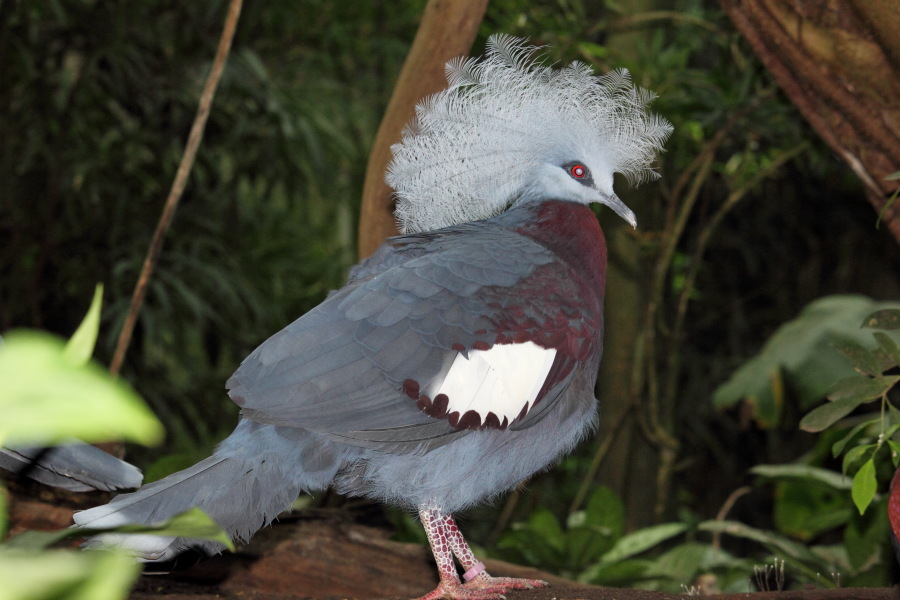 Lokation: Deutschland | Nordrhein-Westfalen | Köln | Riehl Kategorien: Vögel, Zoo, Datum: 17.01.2015