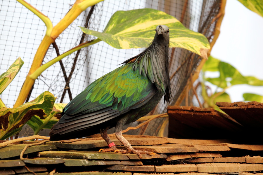 Lokation: Deutschland | Nordrhein-Westfalen | Köln | Riehl Kategorien: Vögel, Zoo, Datum: 17.01.2015